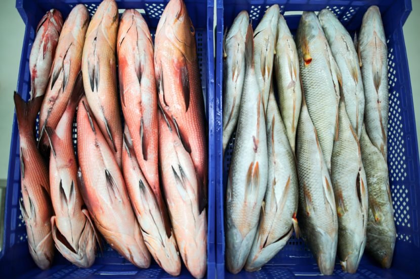 B95I9922-Copy-830x553